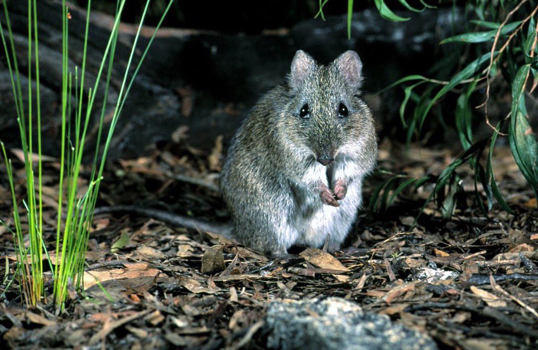 Gilbert's potoroo