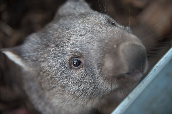 HIC / WOMBAT