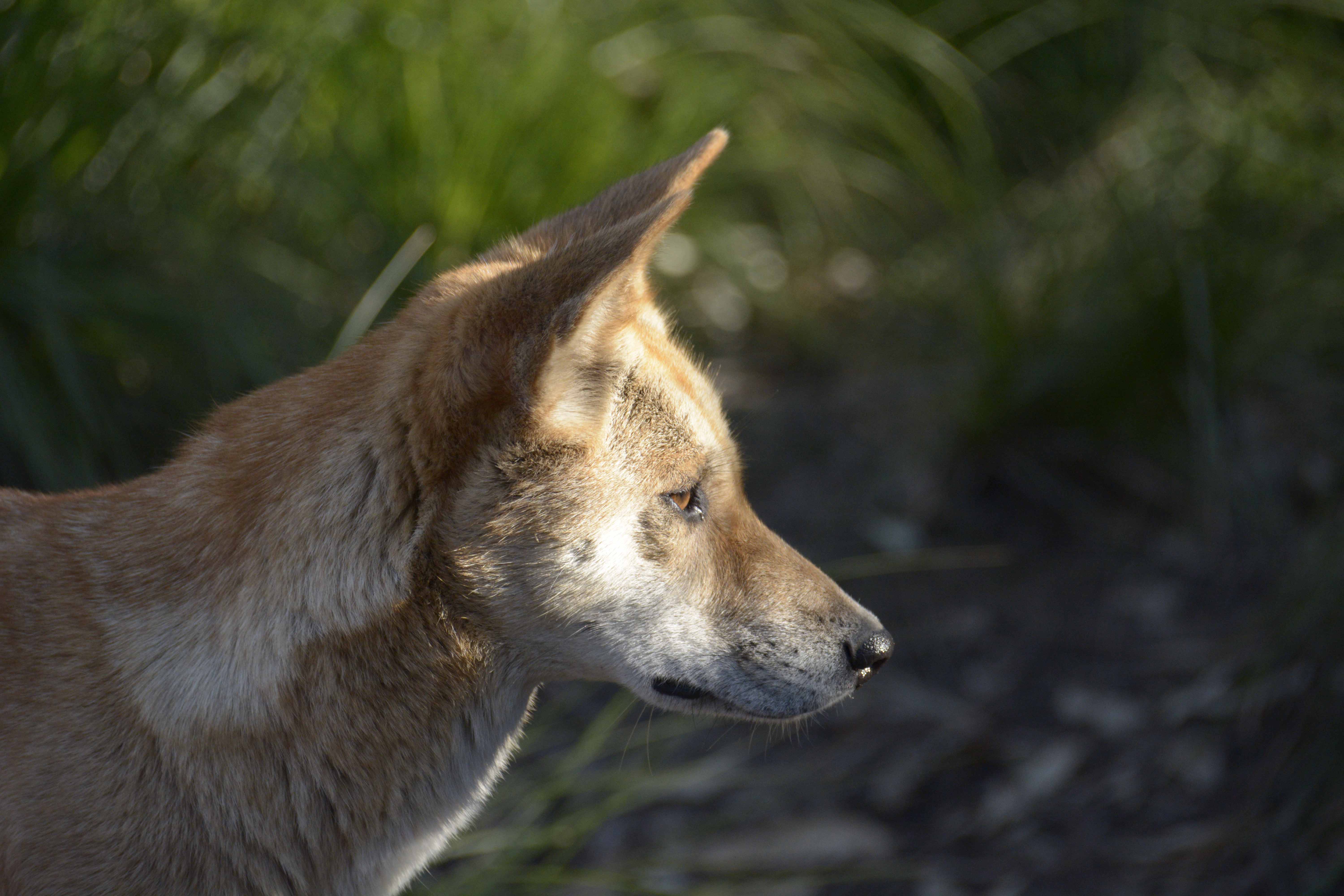 Dingo, Desert ecotype