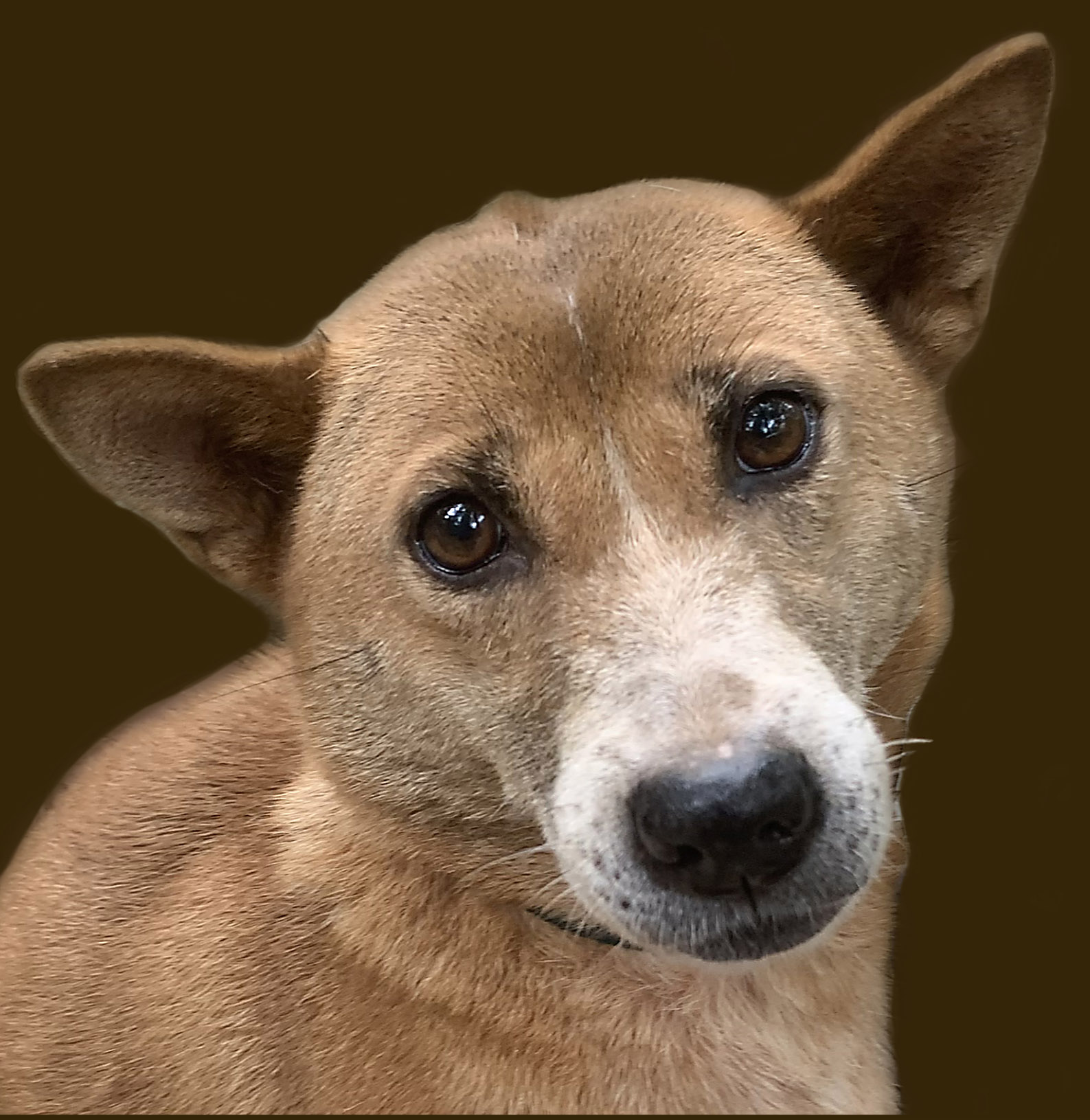 New Guinea singing dog