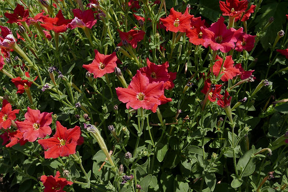 Petunia_exserta