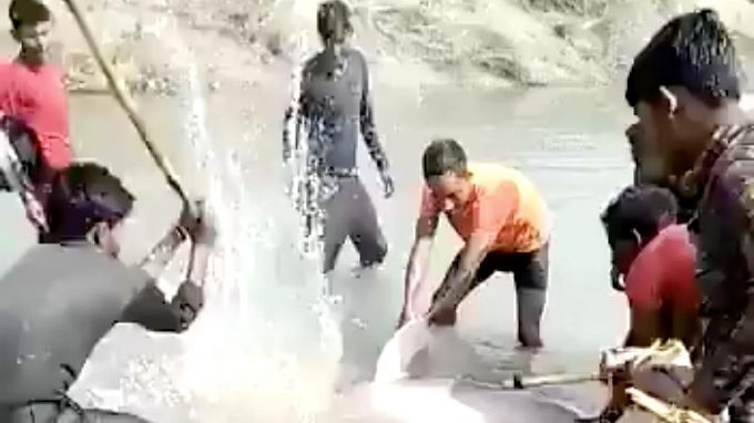 Captan en video a sujetos que golpearon a delfín hasta la muerte en India
