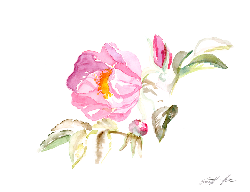 Heckenrose (Aquarell)