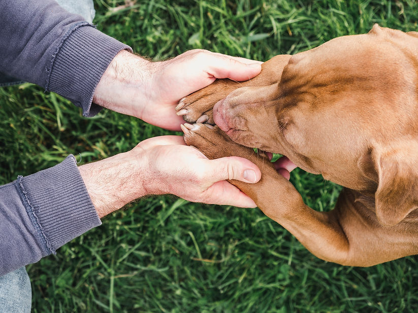 Person gently holding a brown dog’s paw on green grass