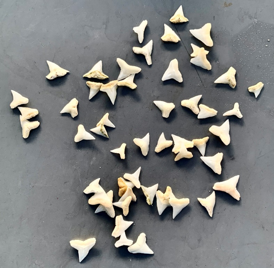 One of the treasures that we find while cleaning some of the exhibits – shark teeth buried in the substrate!