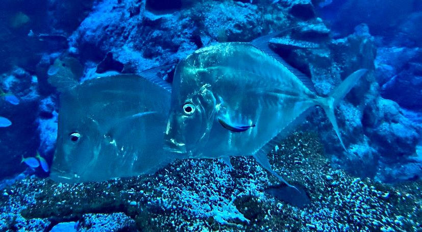 Lookdown (Selene vomer) at a cleaning station in the exhibit. We try to mimic the animals natural habitat such as adding cleaning stations with cleaner wrasses.