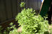 Why do I love weeds?
