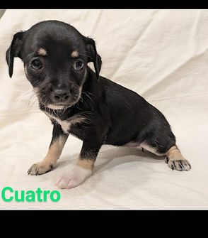 Cuatro.jpg