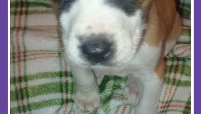 8 weeks as of 3/1/2026