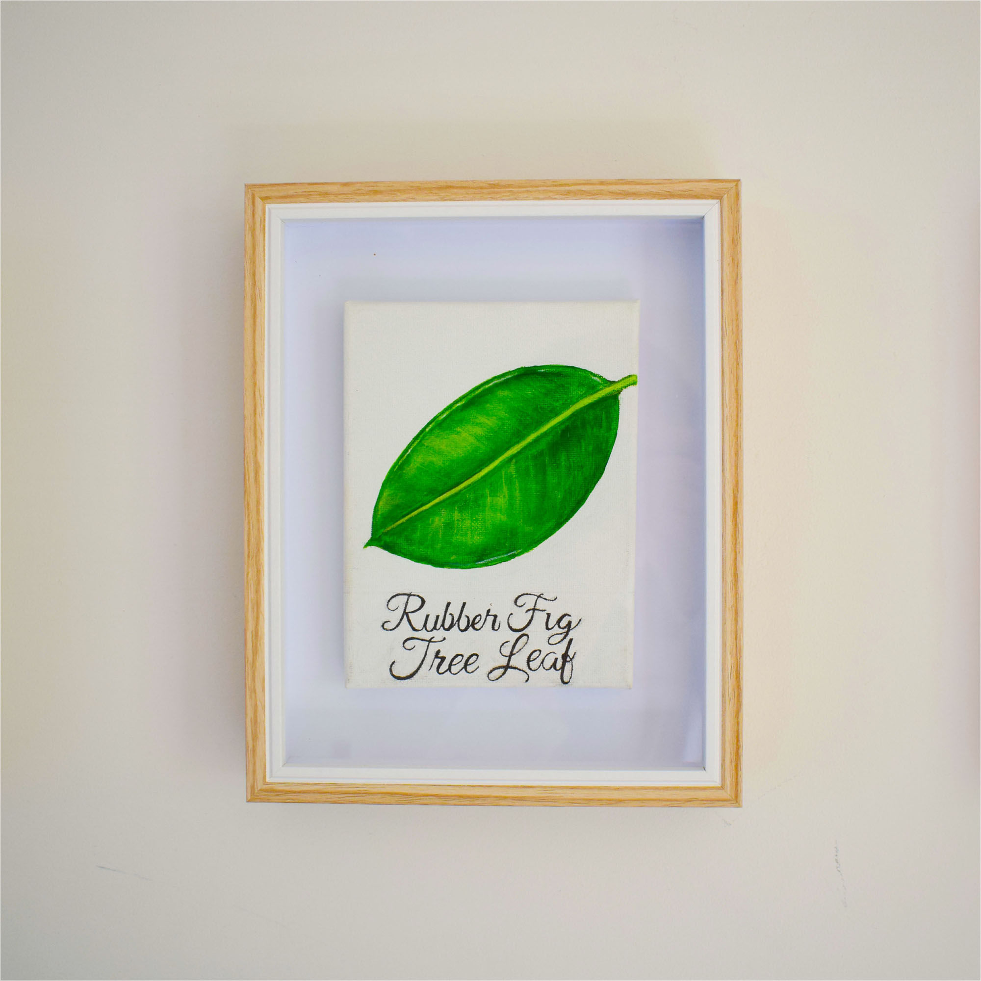 Rubber Fig Tree Leaf