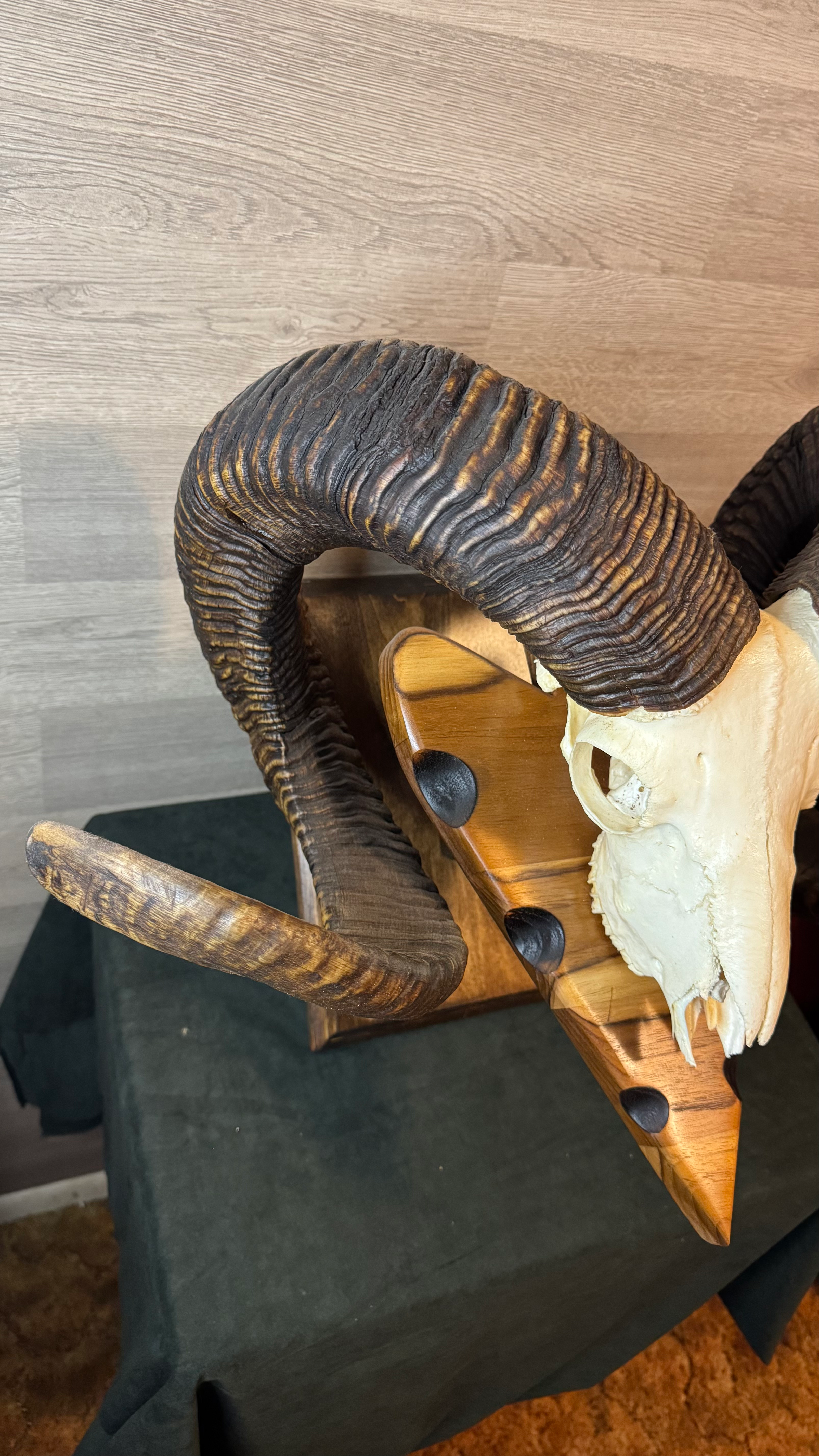 Big Horn Sheep