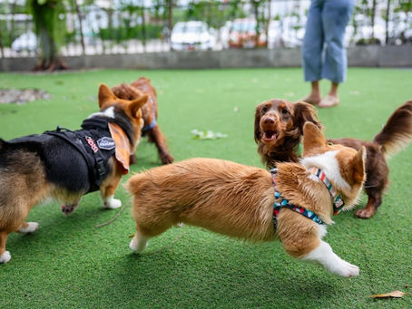 Is Dog Daycare Good for Dogs? Benefits Every Pet Owner Should Know