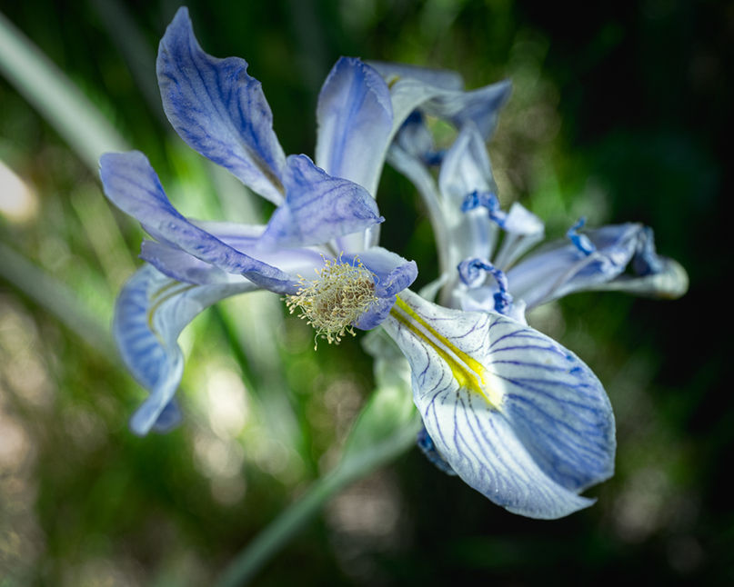 51--Wild Iris 1