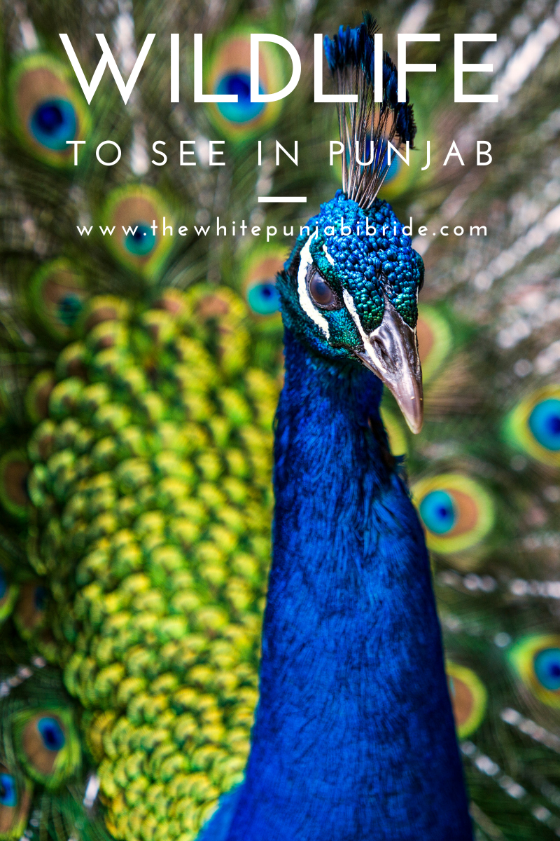 Peacock