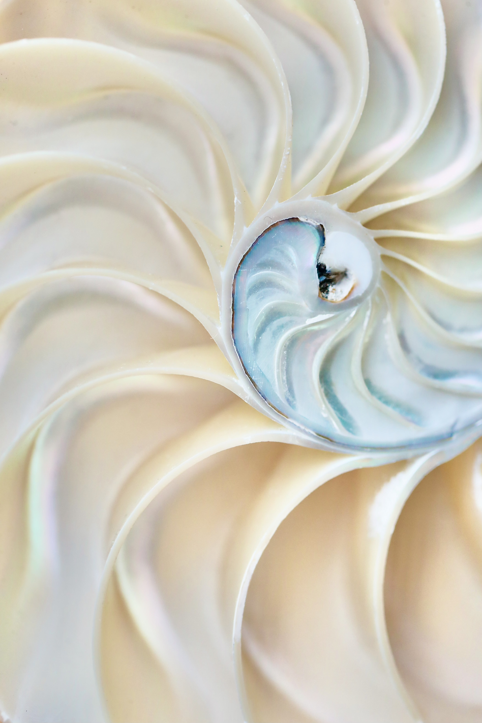 Renewal