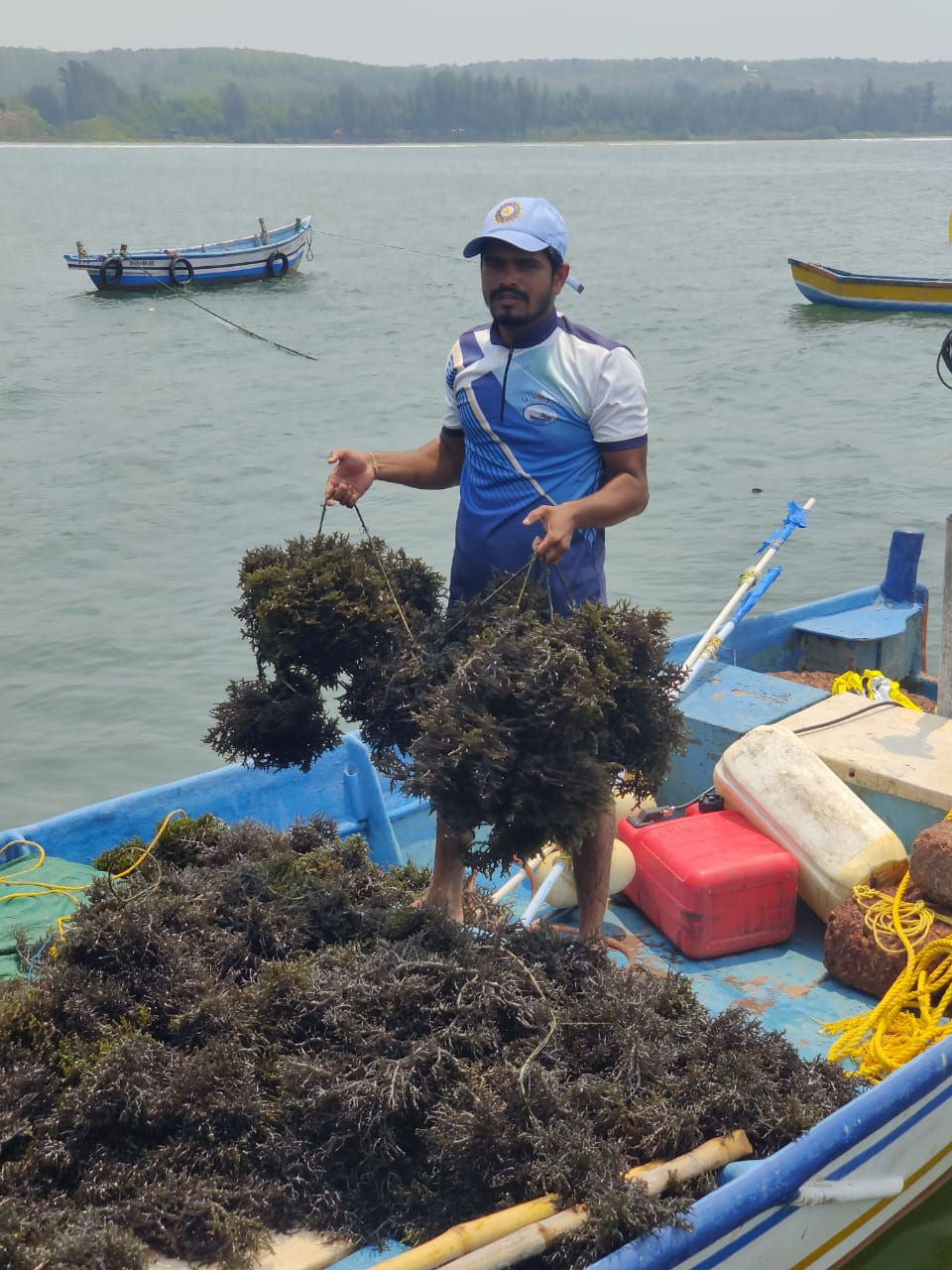 Person in boat with harvested seaweed, using cultivation techniques.