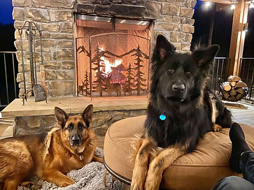 german shepherds relaxing by fireplace
