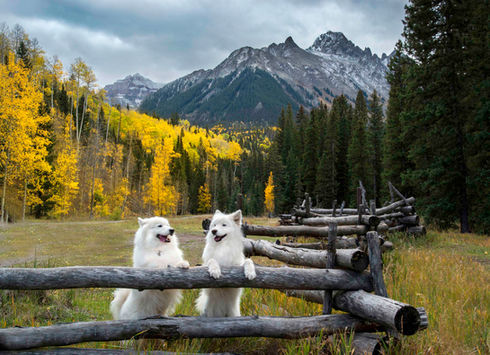 samoyeds standing on fence