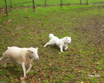 Copy of siri Labrath sheep.jpg