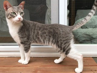 adopt a cat