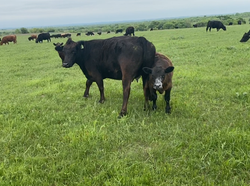 MGF Angus cow and calf on pasture