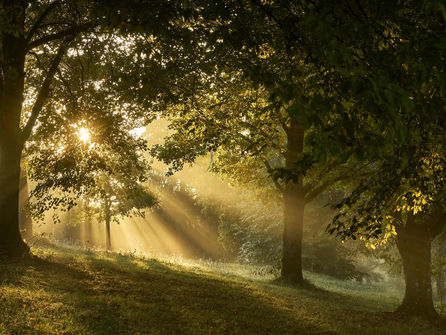 Naturphilosophie: Friedrich Schelling