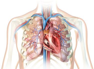 Lungs & Heart 1.jpeg