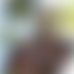 Carcasse* - Sint-Idesbald