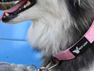 קולר לכלב הוא מוצר הכרחי, אבל איך תבחרו את הקולר המושלם לכלב שלכם?