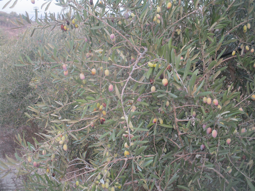 Thumbnail: Large Olive Tree @ Shechem Olives Orchard, Row #3, Tree #15