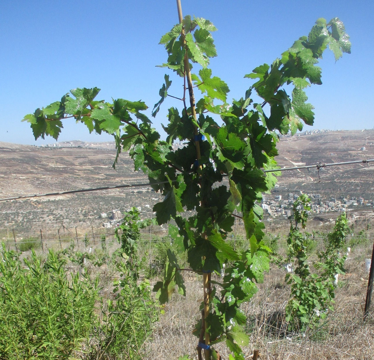 Row #5, Tree #6 @ Shalhevet Y-a Vineyard