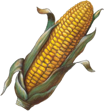 Corn-1230654 copy.gif