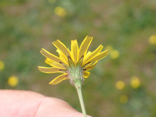Can you tell your Hawkweed from your Hawkbit? 