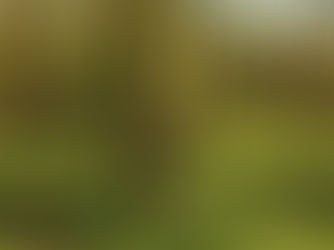 A woodland in late afternoon sunlight with a rich ground flora