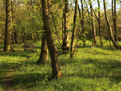 A woodland in late afternoon sunlight with a rich ground flora