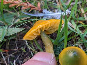 4 millionth HERC record - Parrot Waxcap Gliophorus psittacinus by Barry Wenham