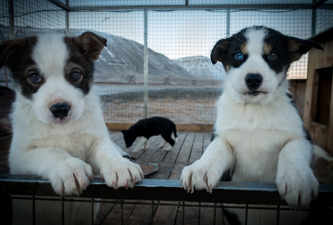 cute puppies svalbard husky