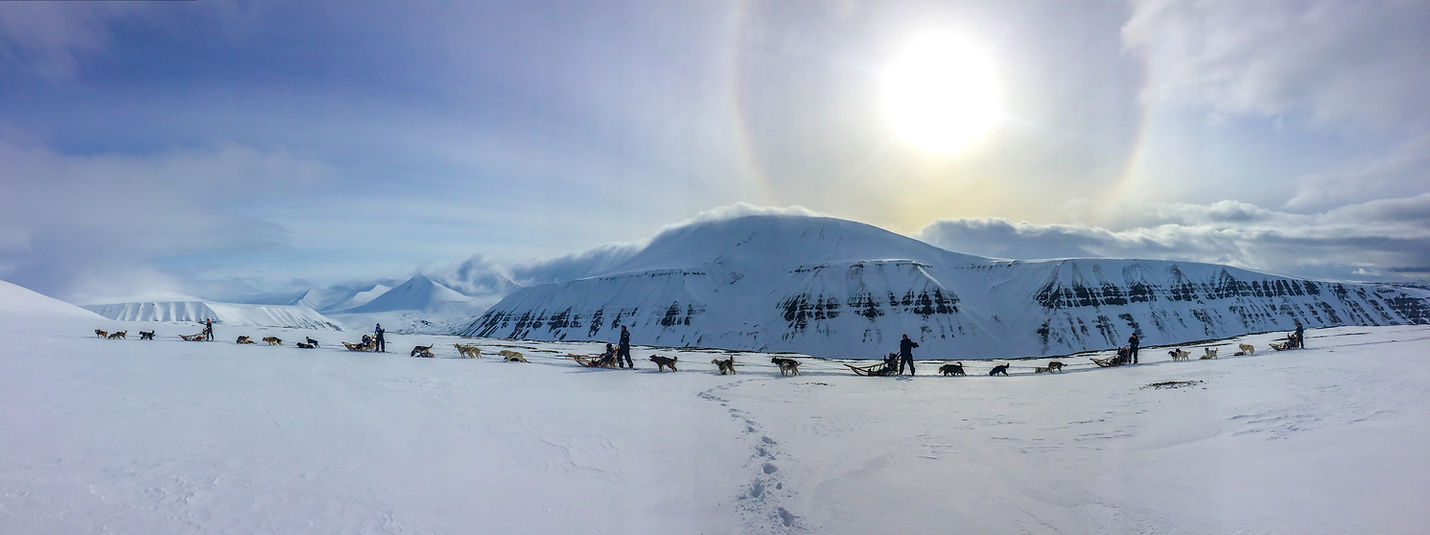 dog sledding with svalbard husky
