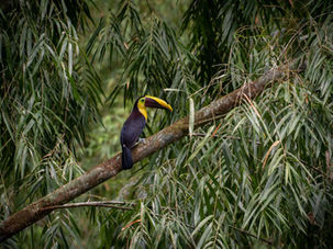 Toucan - Discover Finca Bellavista
