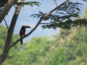 Fiery billed aracari from The Fusion Home - Discover Finca Bellavista