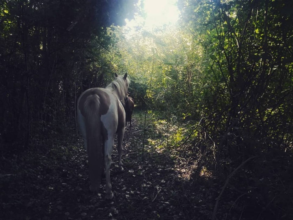 71170366_10220777716935459_2740118834823