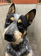 Check Adopt a Dog