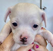 Check Adopt a Dog