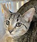 Check Adopt a Cat