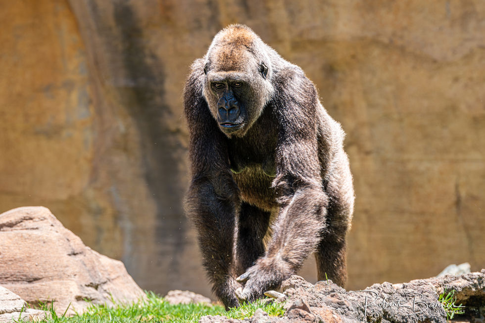 Robert Barnes Photography©