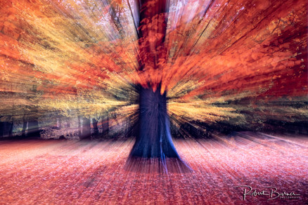 Robert Barnes Photography©