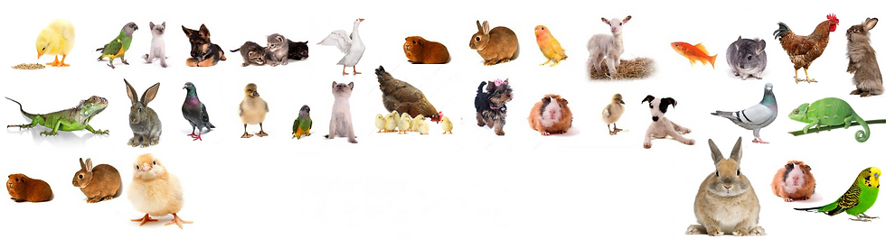 kolaz-zvirata5.png