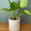 Miniature : Mini cache pot