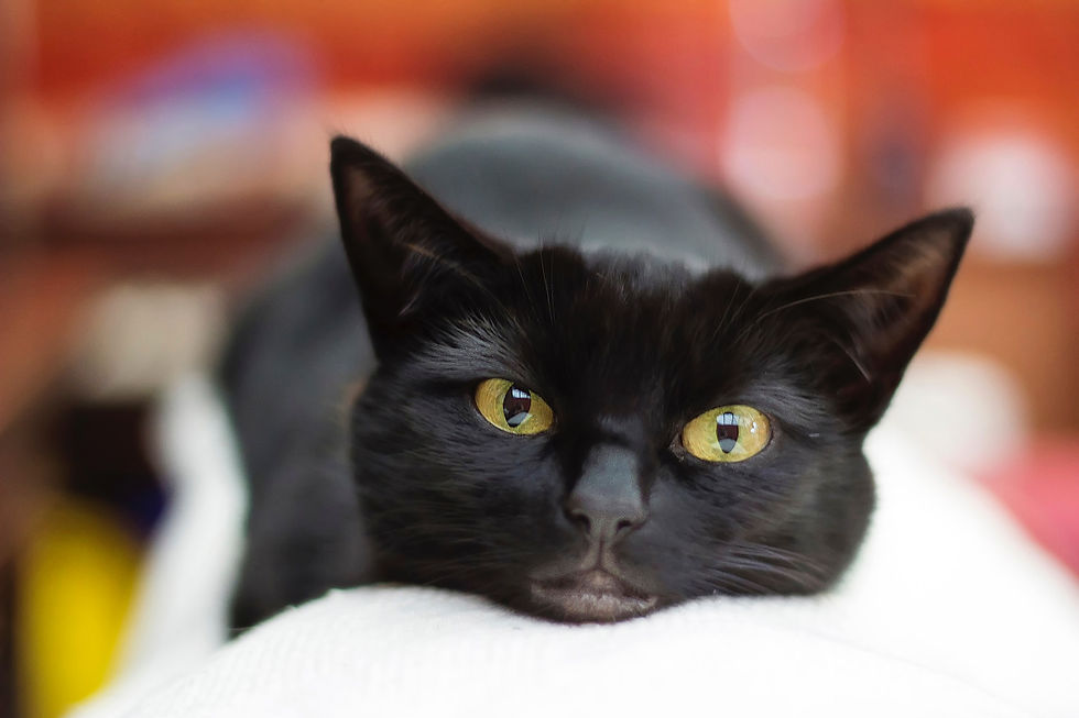 Especial Halloween: Gatos negros