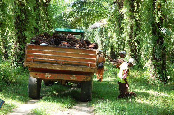 Madagascar, destination d'ASAP en 2015